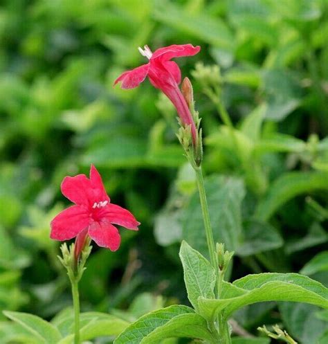 紅花綠葉成語|<紅花綠葉> 辭典檢視